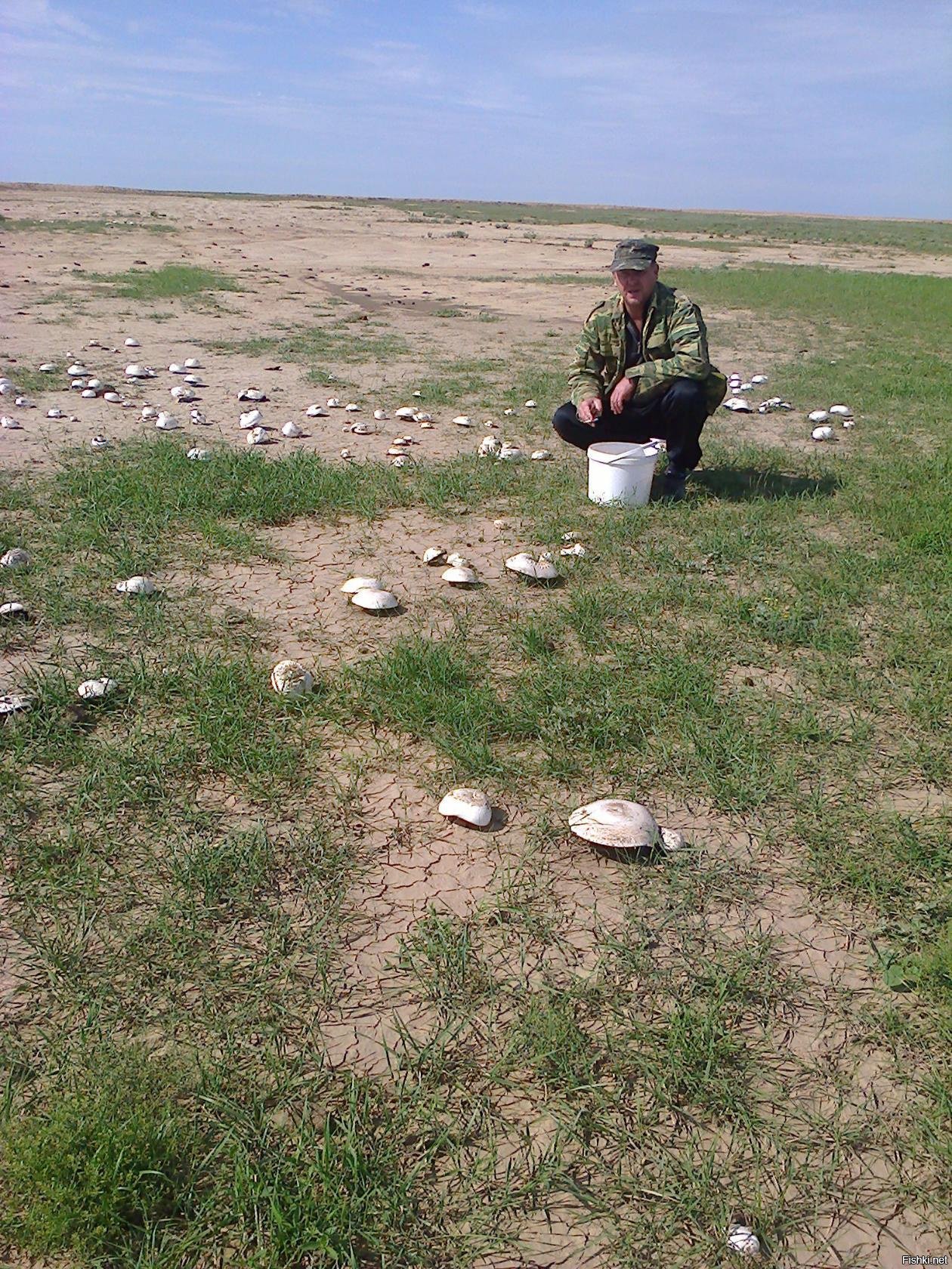 Казахстанский белый Степной гриб