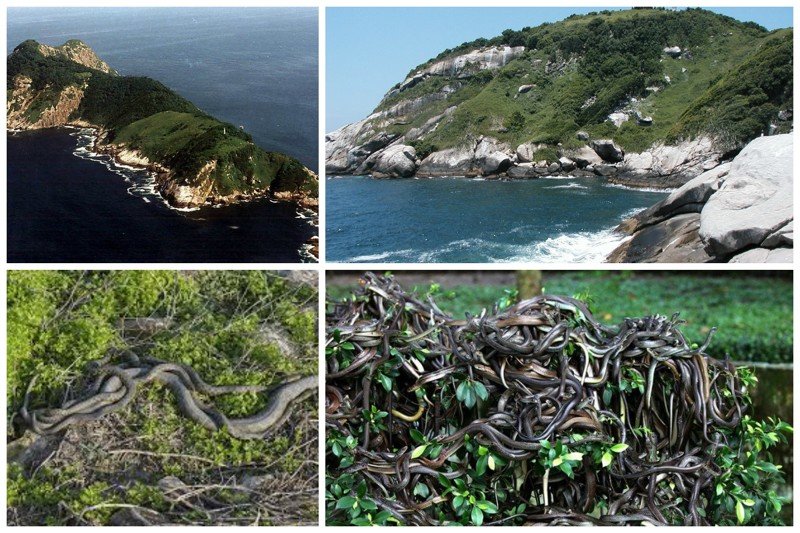 Змеиный остров (Кеймада-Гранди), Бразилия. не грозит этому острову вырубка лесов, туристы и вообще посетители. Все потому, что остров буквально кишит ядовитыми змеями, чей яд настолько сильный, что растворяет плоть. 