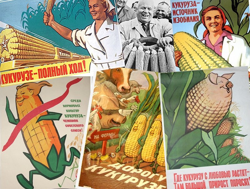 У Ивана Кузина большая кукурузина, или  роль кукурузы в жизни и творчестве русского народа