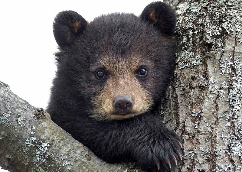 Медвежонок - красивые картинки (100 фото)