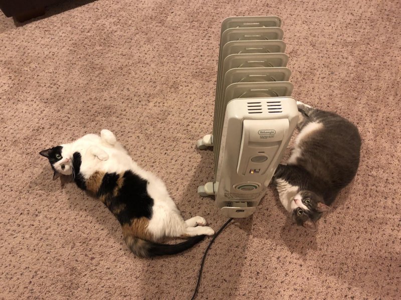 Котики любят тепло 