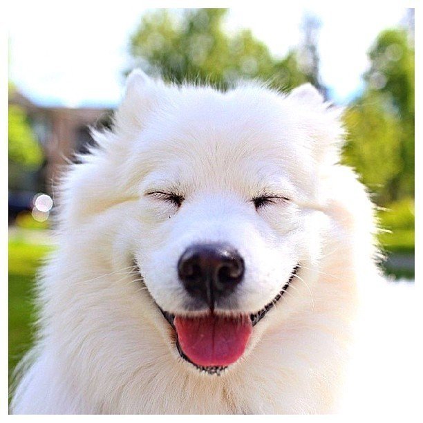 Этот щенок, который и не представляет, что его улыбка делает мир бесконечно более радостным местом