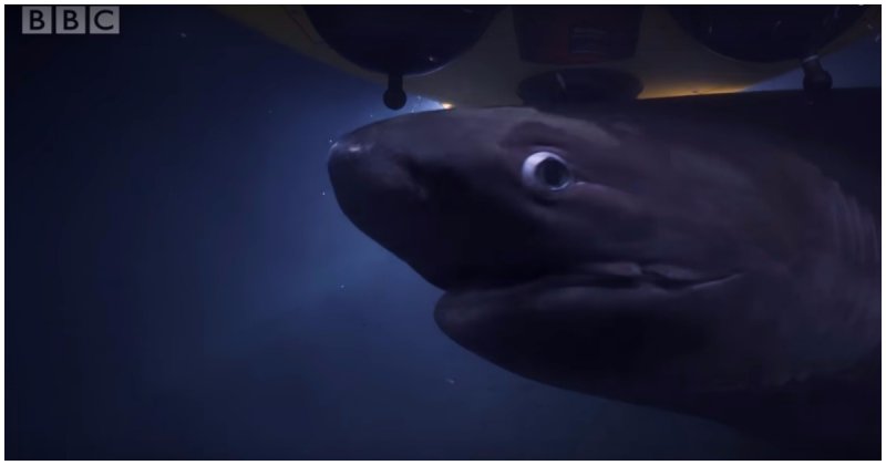 Пожирающие тушу кита акулы приняли батискаф команды BBC за конкурента 
