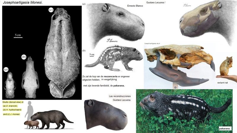 Интересные факты про Южную Америку. Часть вторая - окончание, палеонтология (млекопитающие)