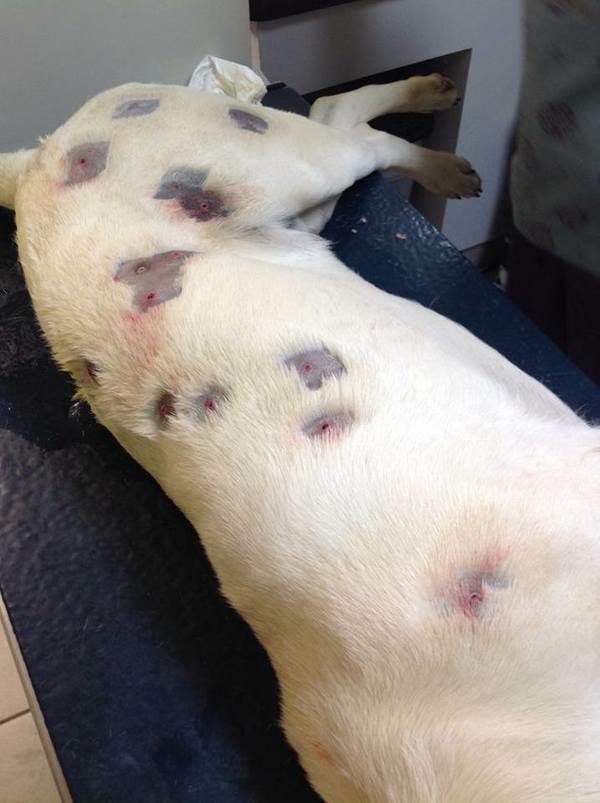 Ветеринары вытащили из пса, которого обстрелял сосед, 27 пуль
