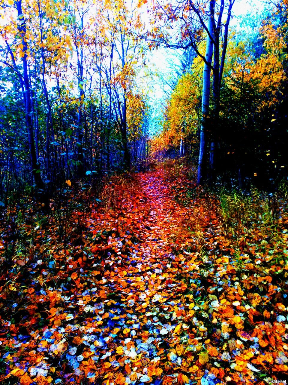 Пестрая картинка. Пестрый осенний лес. Разноцветный лес. Пестрая осень. Разноцветные краски осени.