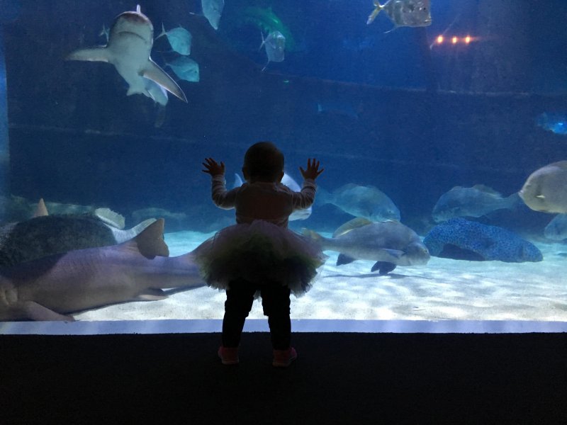 Малышка в океанариуме 