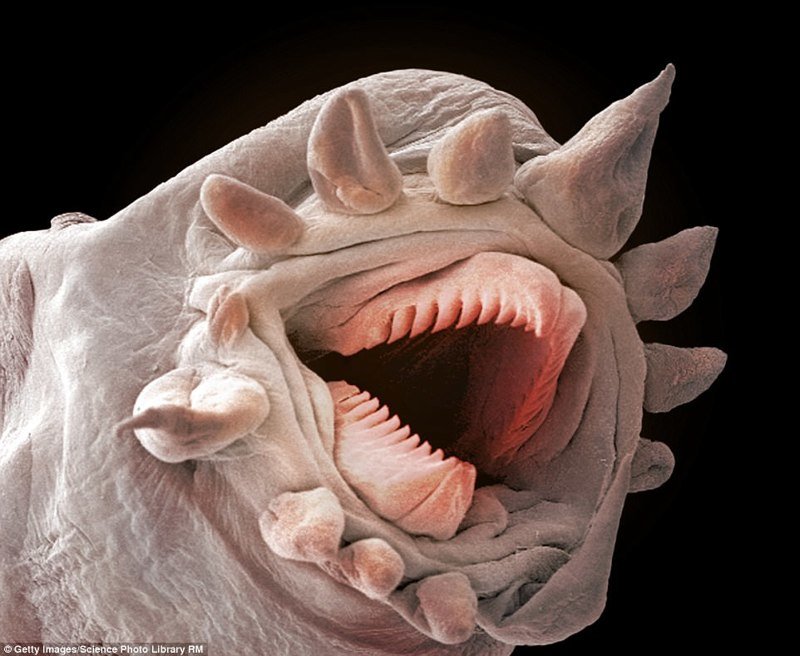 Глубоководным червям пришлось адаптироваться к жизни на глубине около 3 000 метров, поэтому они и выглядят как пришельцы