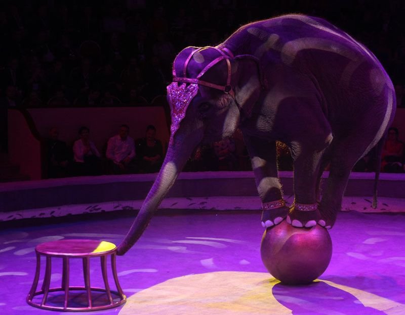 Италия приняла закон, запрещающий цирки с животными