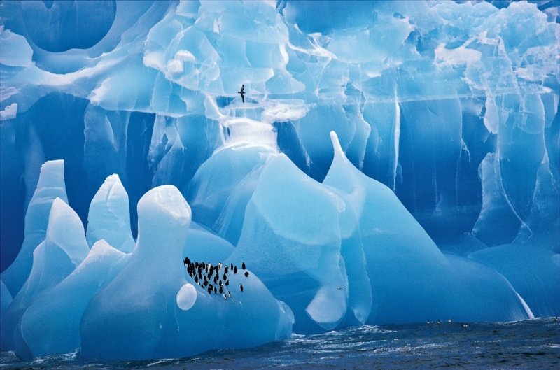 Стая пингвинов на айсберге