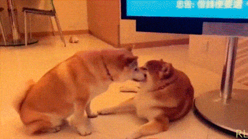 Гифки дня Гифки дня