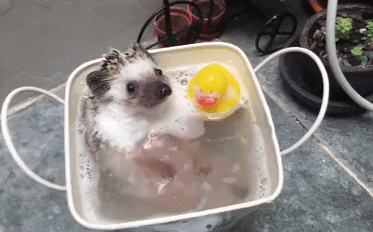 Гифки дня Гифки дня