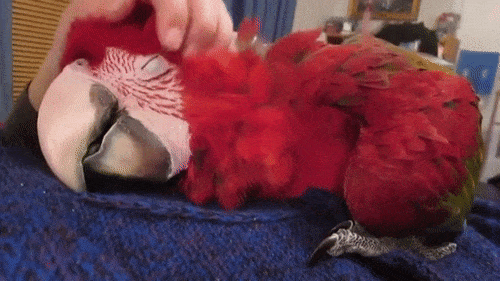 Гифки дня Гифки дня