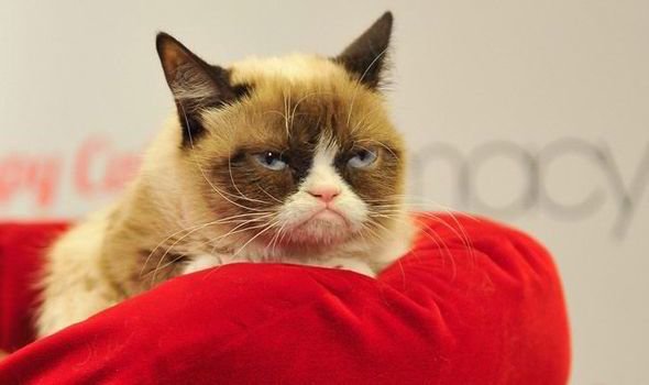 Grumpy Cat или Сердитый кот
