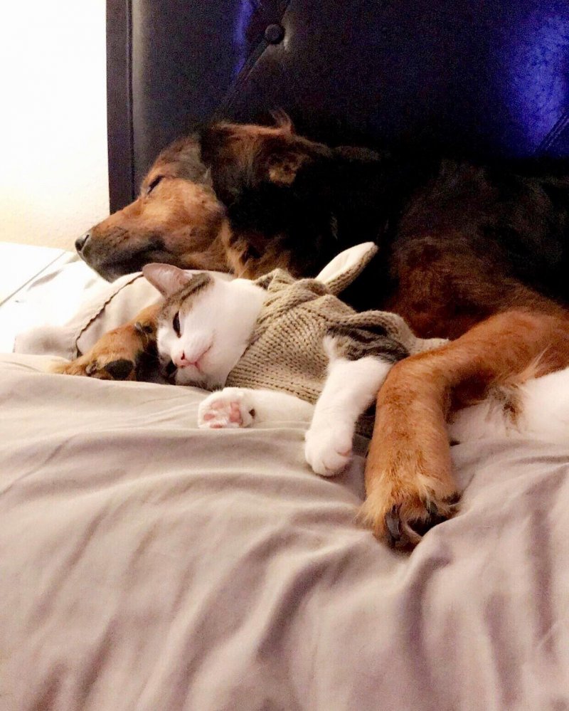 Никуда спи. Животные спят вместе. Спокойной ночи собаки.