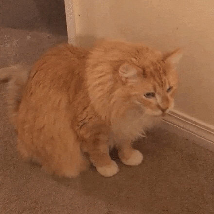 Кот дает лапу за вкусняшки