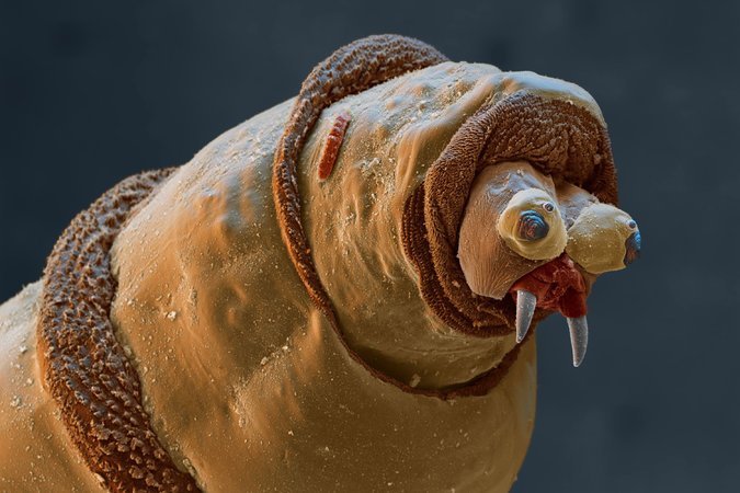 Красотка-личинка падальной мухи под микроскопом