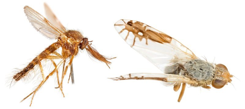 "Шоколадная" мошка - слева, и муха Goniurellia tridens, на крыльях которой изображены еще две мухи (для защиты от хищных насекомых) - справа.