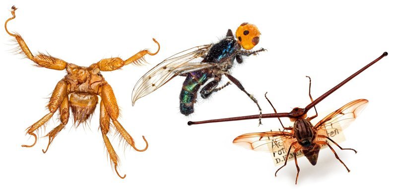 Слева направо: муха-кровососка, паразитирующая на летучих мышах; Thyreophora cynophila - питается падалью и откладывает яйца в костном мозге мертвых животных; и Rothschild - муха с рогами