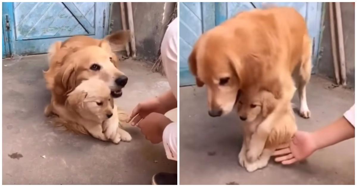 Мама собака а папа. Золотистый ретривер мама с щенками. Ребенок трогает собаку. Маленького щенка ругают. Трогать собаку.