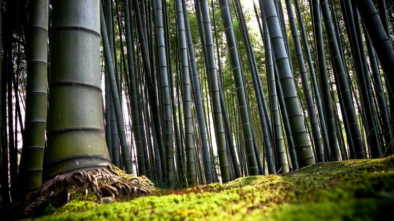 Лощина чёрного бамбука — Китай