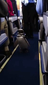 7. Кто сказал, что пингвины не летают? 