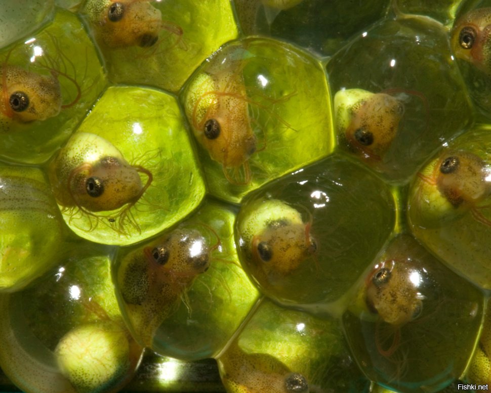 Яйца лягушки фото в воде