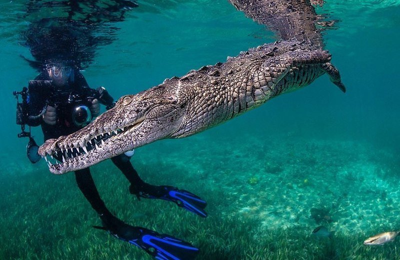 Ныряльщик рискнул жизнью ради фотографий крокодила!