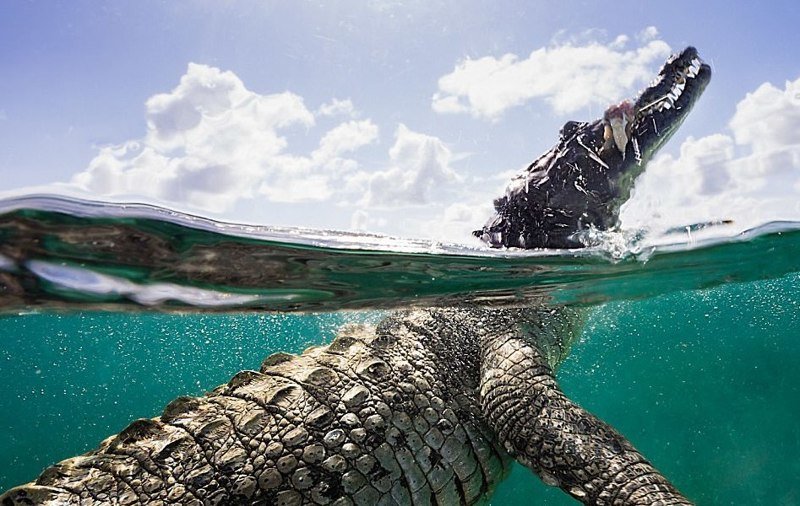 Ныряльщик рискнул жизнью ради фотографий крокодила!