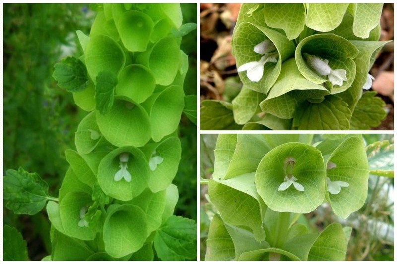 Молюцелла. Зеленые цветы. Английское название молюцеллы - ирландские колокольчики (bell of ireland). В Сирии и Израиле ее называют молуккской мелиссой
