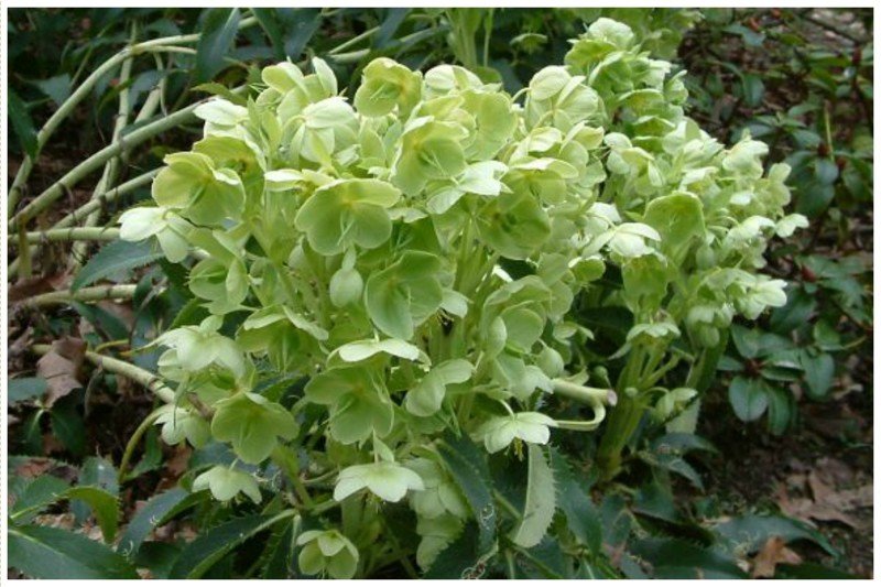 Морозник поддуболистный или Зимовник — род многолетних травянистых растений семейства Лютиковые.