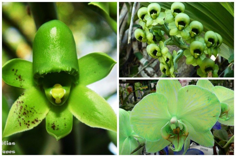 Зеленые орхидеи (фаленопсисы)