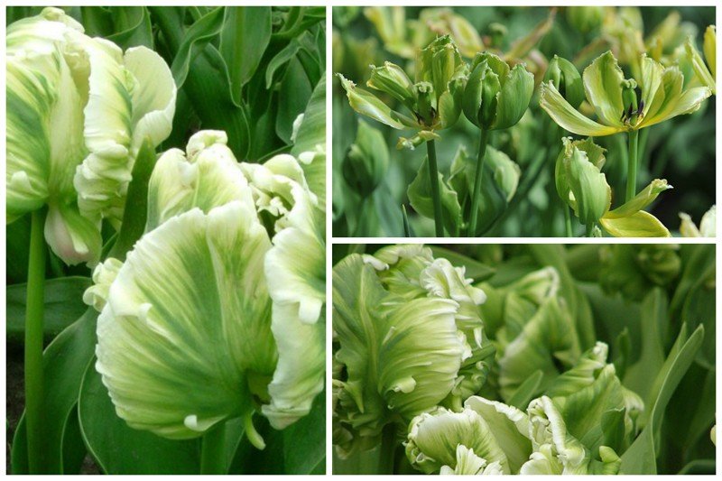 Множество сортов зеленых тюльпанов