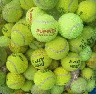 Пес и мячи для тенниса