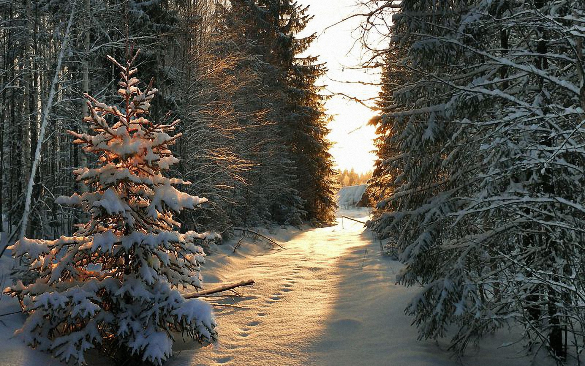 Елка в зимнем лесу
