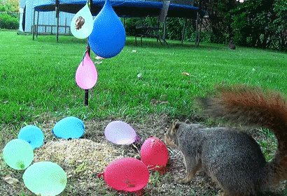 Отпугиватели от белок