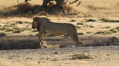 Не хочет лапы мочить