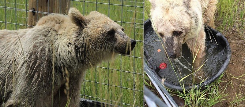 Эта медведица 30 лет ждала спасения