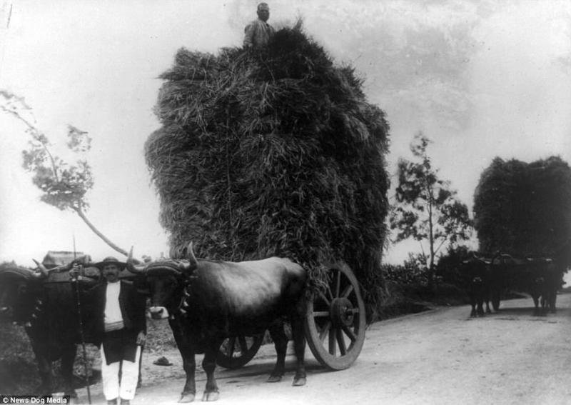 Транспортировка пшеницы, 1910 г.
