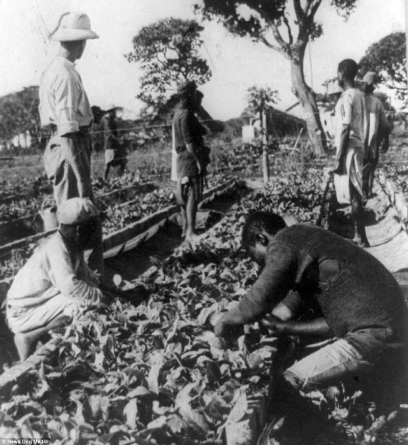 Житница Африки: когда-то Родезия славилась сельским хозяйством. На снимке: табачная ферма, ок. 1900 г.