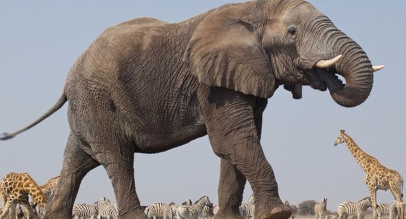 7. Африканских слонов на планете гибнет больше, чем рождается