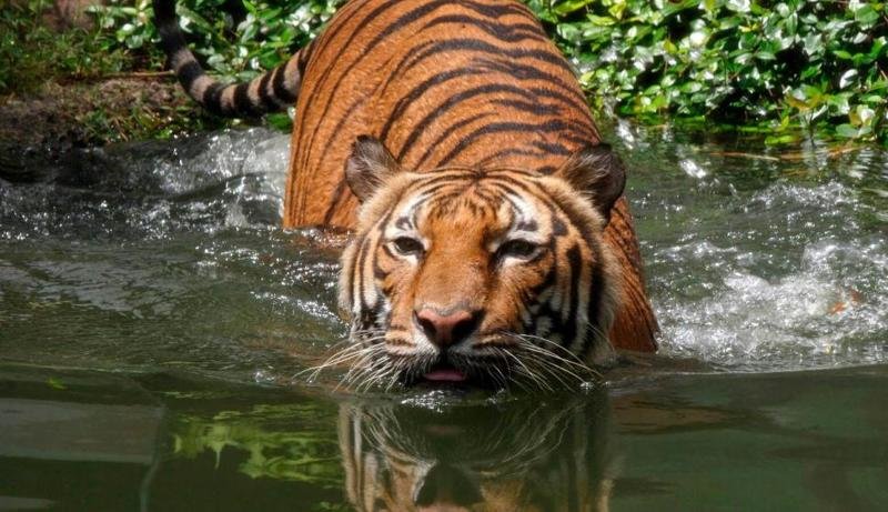 18. За последнее столетие мир потерял 97% тигров