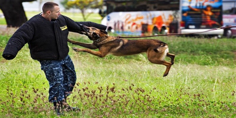 2. Защита во время нападения собаки: действуйте быстро