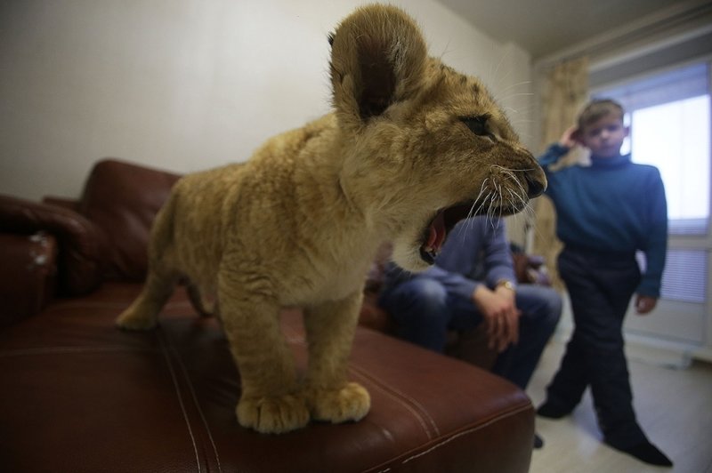 Африканский лев снова поселился в новосибирской квартире