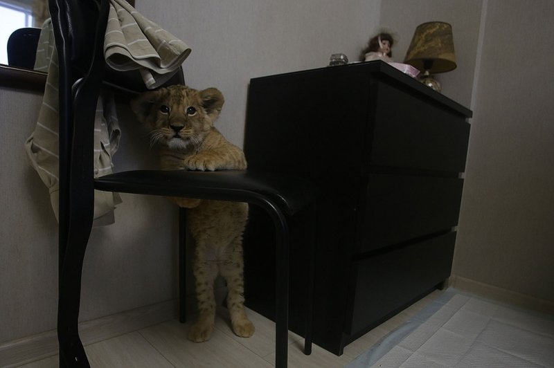 Африканский лев снова поселился в новосибирской квартире