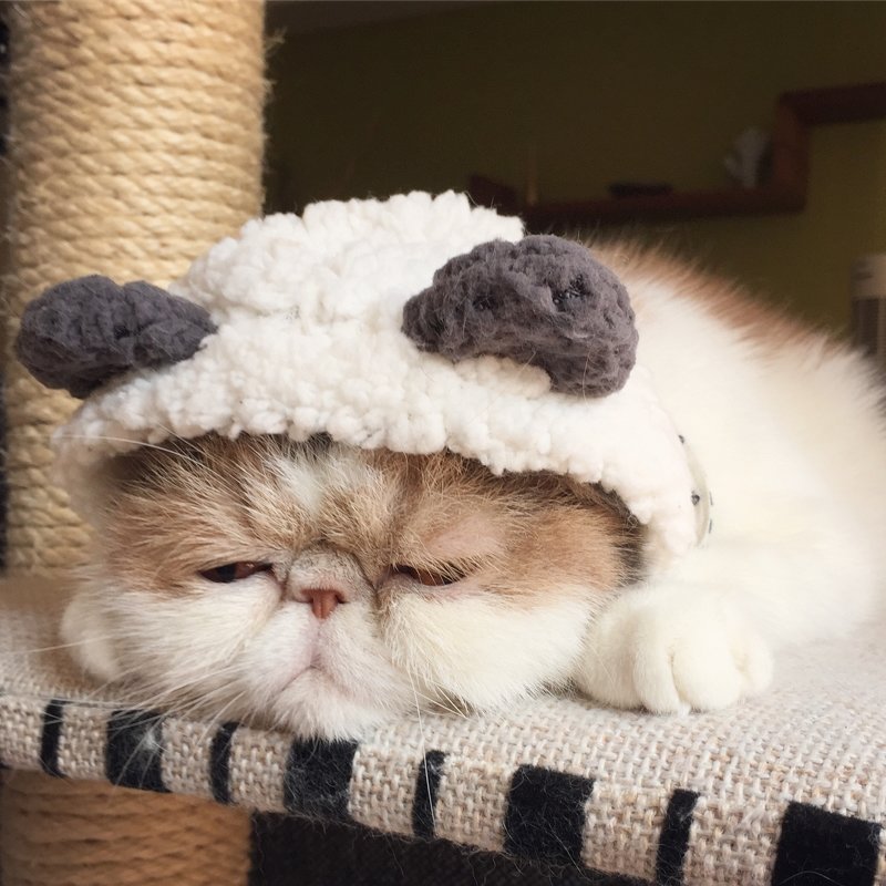 Буона — очаровательная японская кошка с безупречным чувством стиля