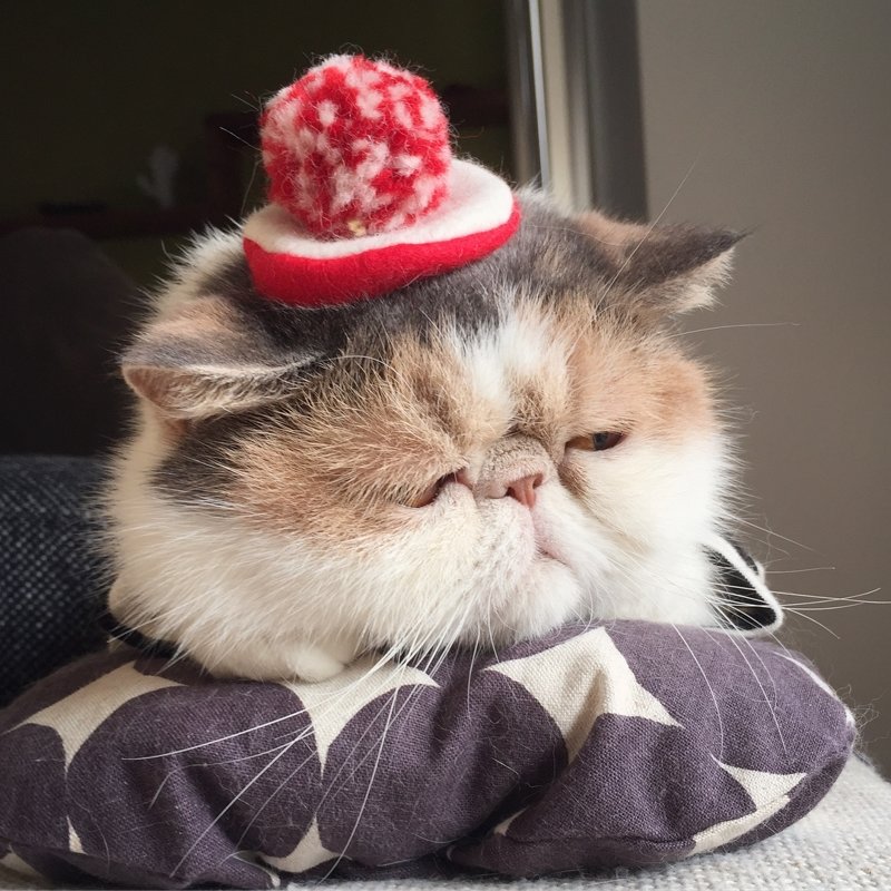 Буона — очаровательная японская кошка с безупречным чувством стиля