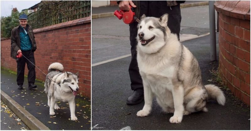 Британскую собаку оправдали в суде, потому что она… слишком толстая