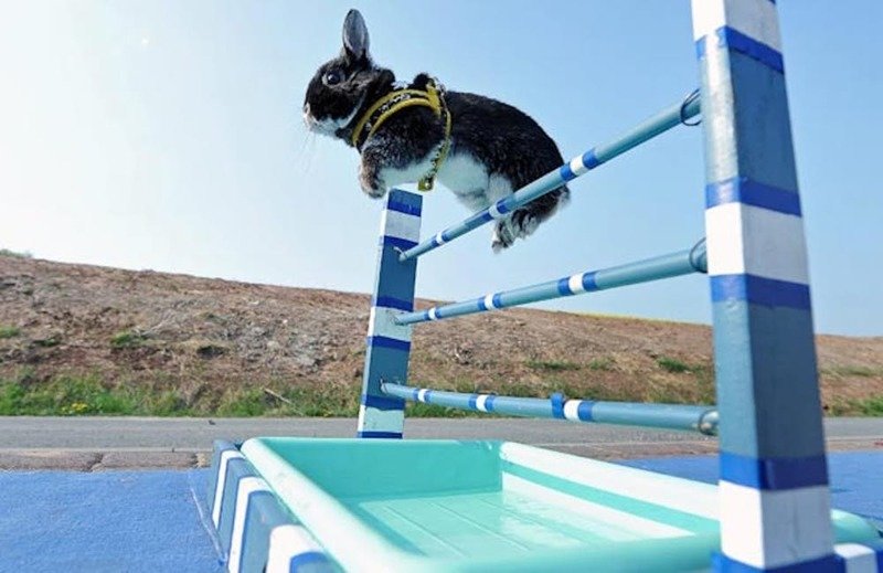 Кроличьи прыжки через препятствия