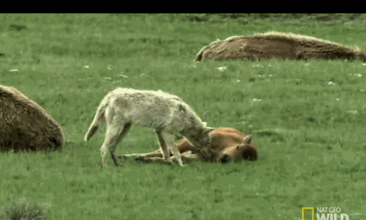 Живее живых